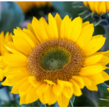 Насіння соняшник декоративний Прем'єр F1 gold (Zip-пакет 5 насінин) опис, характеристики, відгуки Насіння соняшник декоративний Прем'єр F1 gold (Zip-пакет 5 насінин) опис, характеристики, відгуки