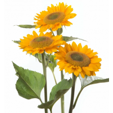 Семена подсолнух декоративный Премьер F1 gold (Zip-пакет 5 семян)