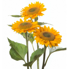 Насіння соняшник декоративний Прем'єр F1 gold (Zip-пакет 5 насінин) Насіння соняшник декоративний Прем'єр F1 gold (Zip-пакет 5 насінин)