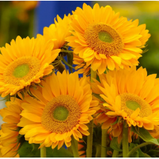 Семена подсолнух декоративный Санрич F1 gold (Zip-пакет 5 семян)