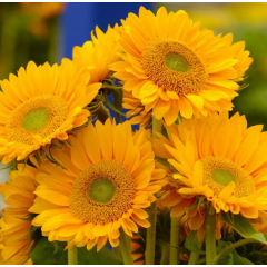 Насіння соняшник декоративний Санріч F1 gold (Zip-пакет 5 насінин) Насіння соняшник декоративний Санріч F1 gold (Zip-пакет 5 насінин)