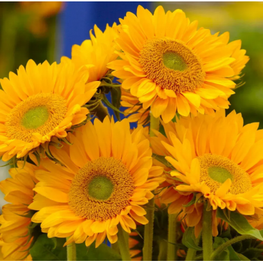 Насіння соняшник декоративний Санріч F1 gold (Zip-пакет 5 насінин) опис, характеристики, відгуки Насіння соняшник декоративний Санріч F1 gold (Zip-пакет 5 насінин) опис, характеристики, відгуки