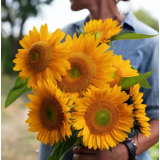 Насіння соняшник декоративний Санріч F1 gold (Zip-пакет 5 насінин) опис, характеристики, відгуки Насіння соняшник декоративний Санріч F1 gold (Zip-пакет 5 насінин) опис, характеристики, відгуки