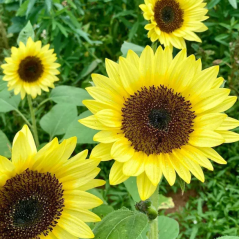 Насіння соняшник декоративний Санріч Саммер F1 limonchello (Zip-пакет 5 насінин) Насіння соняшник декоративний Санріч Саммер F1 limonchello (Zip-пакет 5 насінин)