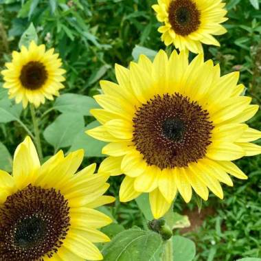 Насіння соняшник декоративний Санріч Саммер F1 limonchello (Zip-пакет 5 насінин) опис, характеристики, відгуки Насіння соняшник декоративний Санріч Саммер F1 limonchello (Zip-пакет 5 насінин) опис, характеристики, відгуки