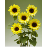 Насіння соняшник декоративний Санріч Саммер F1 limonchello (Zip-пакет 5 насінин) опис, характеристики, відгуки Насіння соняшник декоративний Санріч Саммер F1 limonchello (Zip-пакет 5 насінин) опис, характеристики, відгуки