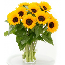 Семена подсолнух декоративный Санрич Саммер F1 provence (Zip-пакет 5 семян)