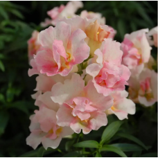 Семена львиный зев махровый Твинни appleblossom (Zip-пакет 10 сем.)