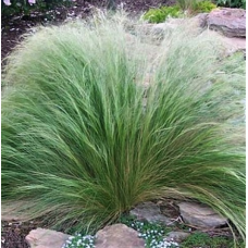 Семена ковыль Тонкий многолетний Пони Тейлз (zip-пакет 10 сем.)