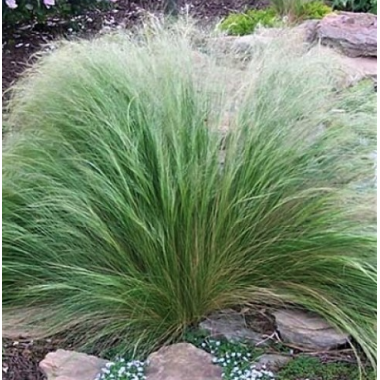 Семена ковыль Тонкий многолетний Пони Тейлз (zip-пакет 10 сем.) описание, отзывы, характеристики