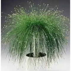 Насіння ізолепіс витончений Фібре Оптікс  (Zip-пакет 5 нас.)