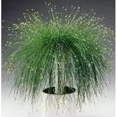 Семена изолепис  изящный Фибре Оптикс (Zip-пакет 5 семян) описание, отзывы, характеристики