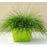 Семена изолепис  изящный Фибре Оптикс (Zip-пакет 5 семян) описание, отзывы, характеристики