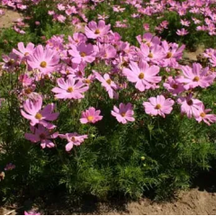 Насіння космея Вега рожева (0,5г)