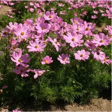 Насіння космея Вега рожева (0,5г) опис, характеристики, відгуки Насіння космея Вега рожева (0,5г) опис, характеристики, відгуки