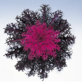 Насіння капуста декоративна Пеакок (Zip-пакет 10 нас.) опис, характеристики, відгуки Насіння капуста декоративна Пеакок (Zip-пакет 10 нас.) опис, характеристики, відгуки