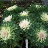 Насіння капуста декоративна Пеакок (Zip-пакет 10 нас.) опис, характеристики, відгуки Насіння капуста декоративна Пеакок (Zip-пакет 10 нас.) опис, характеристики, відгуки