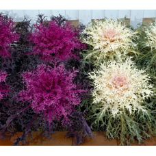 Насіння капуста декоративна Пеакок (Zip-пакет 10 нас.)