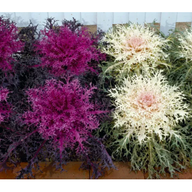 Насіння капуста декоративна Пеакок (Zip-пакет 10 нас.) опис, характеристики, відгуки Насіння капуста декоративна Пеакок (Zip-пакет 10 нас.) опис, характеристики, відгуки