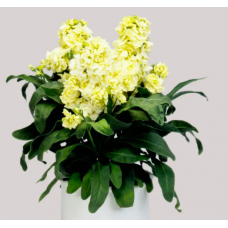 Насіння левкой низький Хот Кейк yellow (Zip-пакет 10 нас.)