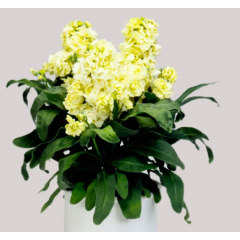 Насіння левкой низький Хот Кейк yellow (Zip-пакет 10 нас.) Насіння левкой низький Хот Кейк yellow (Zip-пакет 10 нас.)