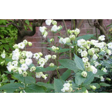 Насіння Смолівка hybrid keiskei Silky white  (максіпакет 100 нас.)