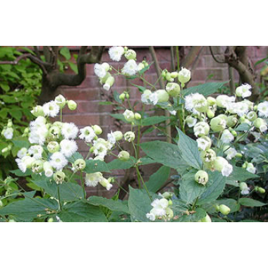 Насіння Смолівка hybrid keiskei Silky white  (максіпакет 100 нас.) опис, характеристики, відгуки