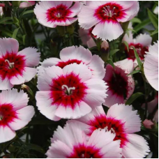 Насіння гвоздика китайська Дівініті purple centered white (максіпакет 100 нас..)