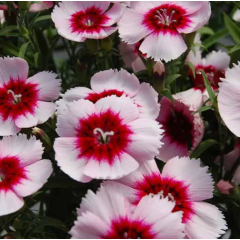 Насіння гвоздика китайська Дівініті purple centered white (максіпакет 100 нас..)