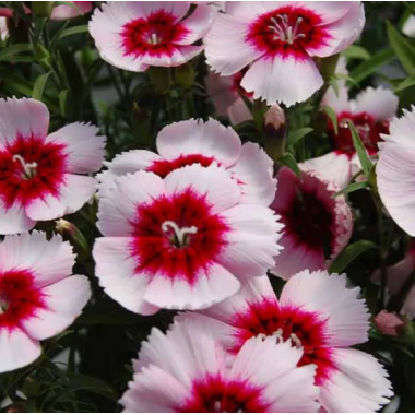 Насіння гвоздика китайська Дівініті purple centered white (максіпакет 100 нас..) опис, характеристики, відгуки