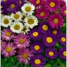 Насіння айстра  Альпійська суміш багаторічна (0,2г)