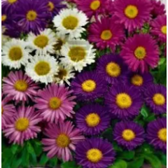 Семена астра  Альпийская смесь многолетняя (0,2г)