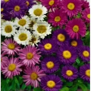 Насіння айстра  Альпійська суміш багаторічна (0,2г) опис, характеристики, відгуки