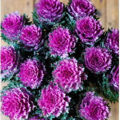 Насіння капуста декоративна на зріз Крейн Фезе F1 king (Zip-пакет 5 нас.) Насіння капуста декоративна на зріз Крейн Фезе F1 king (Zip-пакет 5 нас.)