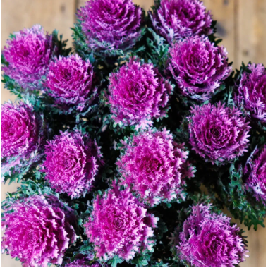 Насіння капуста декоративна на зріз Крейн Фезе F1 king (Zip-пакет 5 нас.) опис, характеристики, відгуки Насіння капуста декоративна на зріз Крейн Фезе F1 king (Zip-пакет 5 нас.) опис, характеристики, відгуки