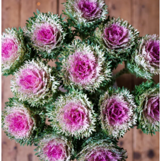 Насіння капуста декоративна на зріз Крейн Фезе F1 queen (Zip-пакет 5 нас.)