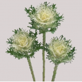 Насіння капуста декоративна на зріз Крейн Фезе F1 snow (Zip-пакет 5 нас.) опис, характеристики, відгуки Насіння капуста декоративна на зріз Крейн Фезе F1 snow (Zip-пакет 5 нас.) опис, характеристики, відгуки