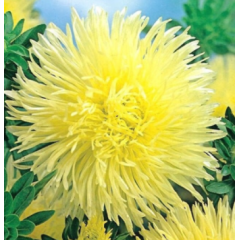 Насіння айстра художня Пам'ять (100 нас.) Насіння айстра художня Пам'ять (100 нас.)