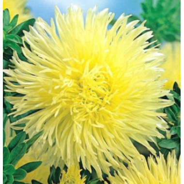 Насіння айстра художня Пам'ять (100 нас.) опис, характеристики, відгуки