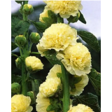 Насіння мальва махрова жовта (0,1г) опис, характеристики, відгуки Насіння мальва махрова жовта (0,1г) опис, характеристики, відгуки