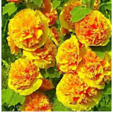 Насіння мальва махрова помаранчева (0,1г) опис, характеристики, відгуки Насіння мальва махрова помаранчева (0,1г) опис, характеристики, відгуки