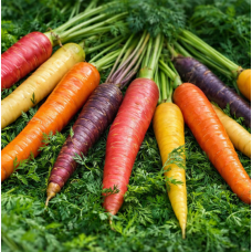 Семена морковь Цветная смесь (2г)