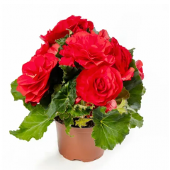 Семена Бегония махровая Лимитлесс бархатно-красная (Zip-пакет 5 сем. драже)