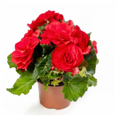 Семена Бегония махровая Лимитлесс бархатно-красная (Zip-пакет 5 сем. драже) описание, отзывы, характеристики Семена Бегония махровая Лимитлесс бархатно-красная (Zip-пакет 5 сем. драже) описание, отзывы, характеристики