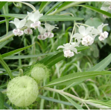 Насіння Гомфокарпус Повітряна куля (Zip-пакет 10 нас.) опис, характеристики, відгуки