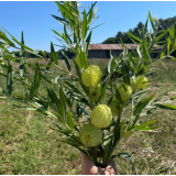 Насіння Гомфокарпус Повітряна куля (Zip-пакет 10 нас.) опис, характеристики, відгуки