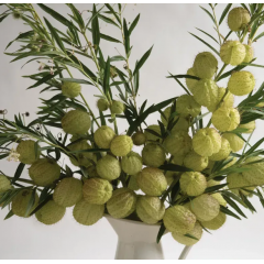 Семена Гомфокарпус Воздушный шар (Zip-пакет 10 сем)