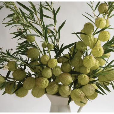 Насіння Гомфокарпус Повітряна куля (Zip-пакет 10 нас.) опис, характеристики, відгуки