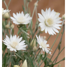 Насіння ксерантеум Суцпербіссіма білий (Zip-пакет 0,2г)