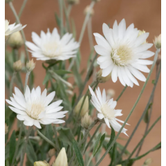 Насіння ксерантеум Суцпербіссіма білий (Zip-пакет 0,2г)